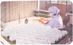 tissue culture